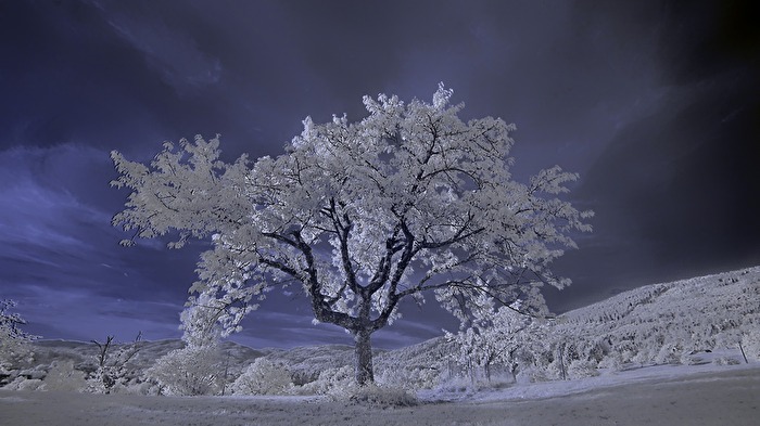  Infrarot Baum - Winter im Sommer