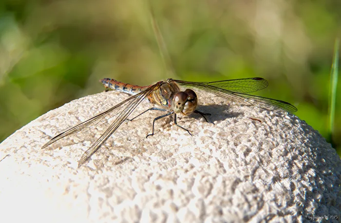 Heidelibelle (53 Bilder)