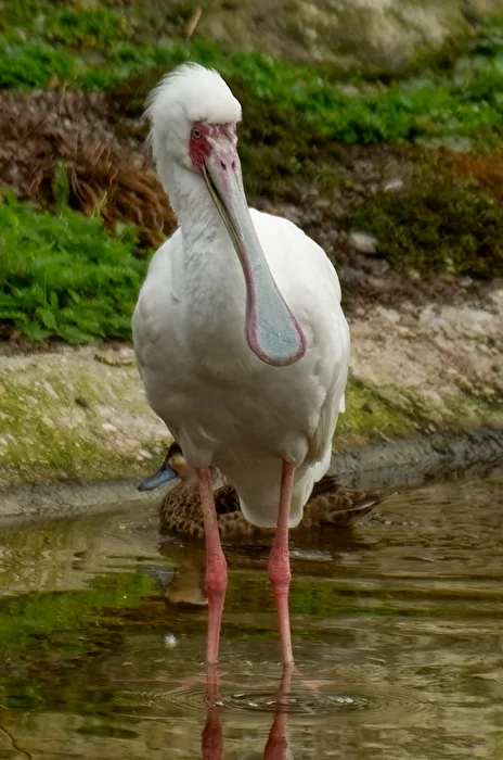 Spoonbill