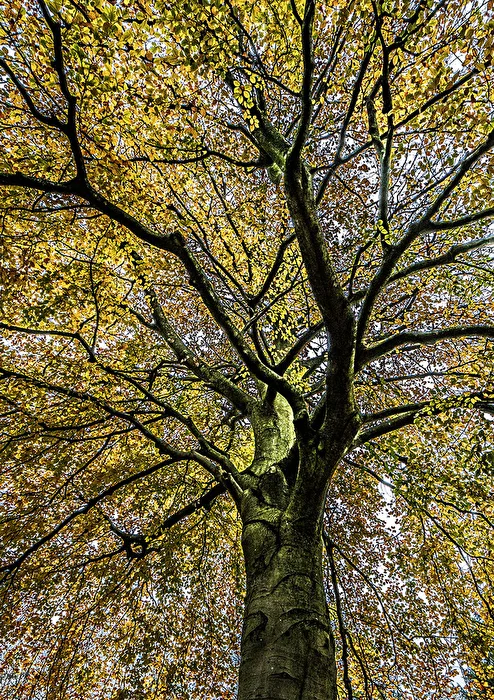 Herbstlicher Baum