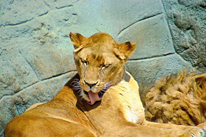 Löwe 4