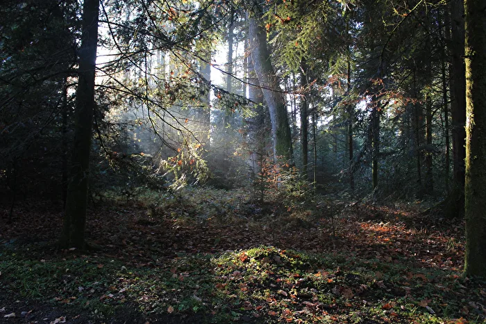 Forest in Langenthal, Switzerland