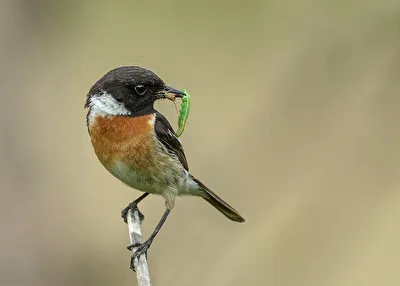 Schwarzkehlchen männchen