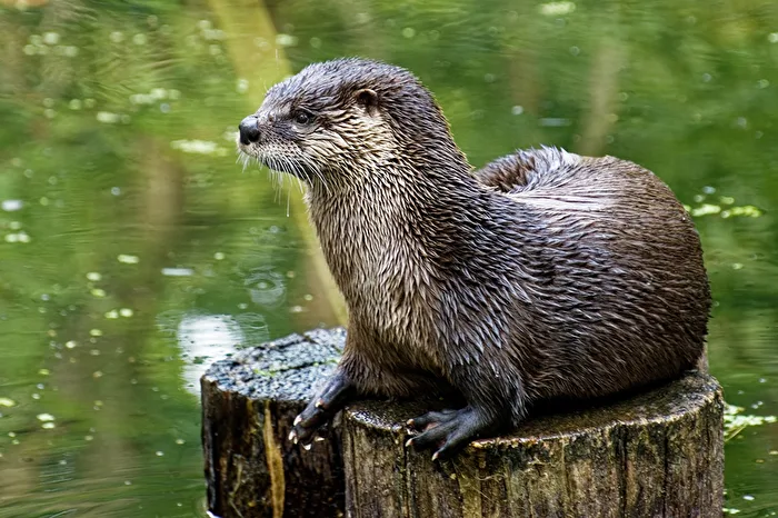 Otter