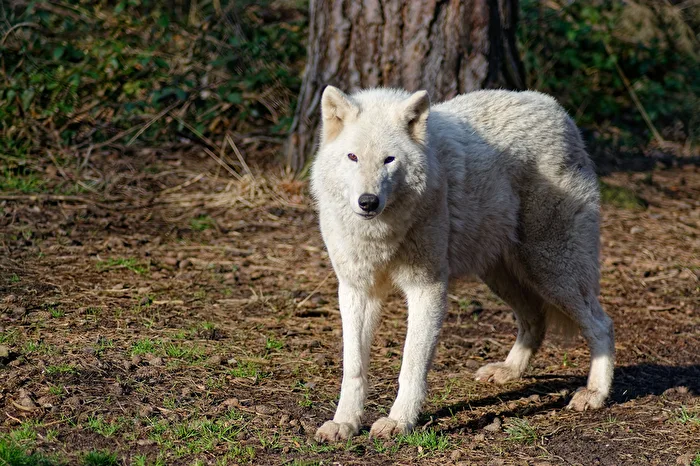 Tundrawolf
