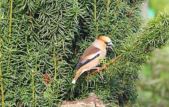 Hawfinch