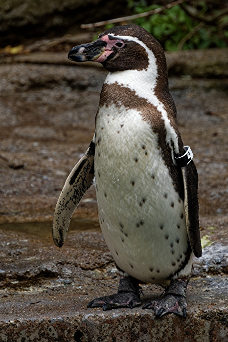 Pinguin