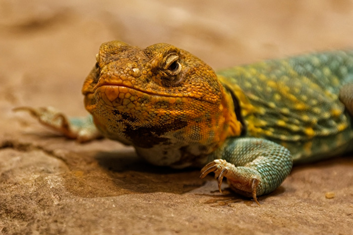 Halsbandleguan