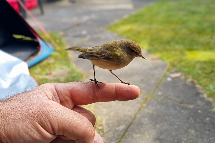 Zilpzalp auf meinem Finger