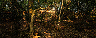 Sonnenuntergang im Wald