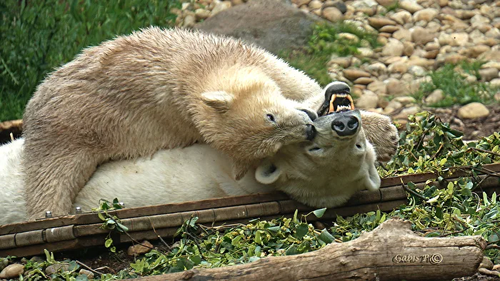 Polar Bears