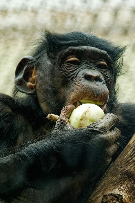 Bonobo