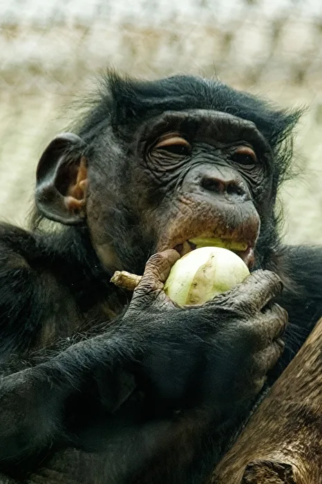 Bonobo