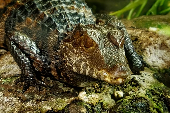 Broad-snouted caiman