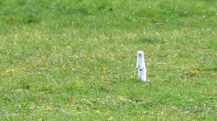 Auf der grünen Wiese