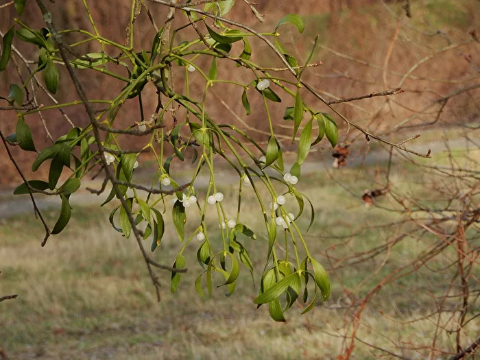 Thorns and Parasites