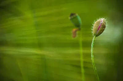 Mohnblüten