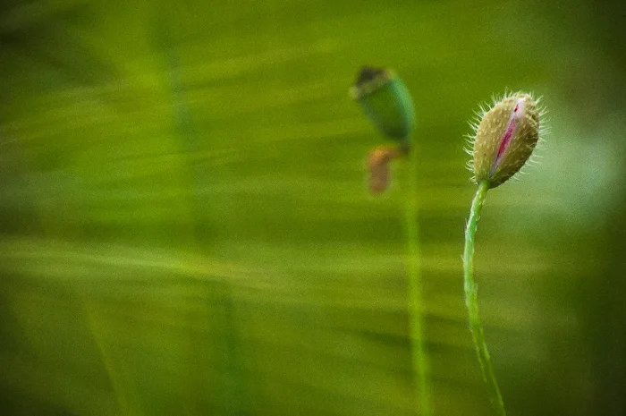 Mohnblüten