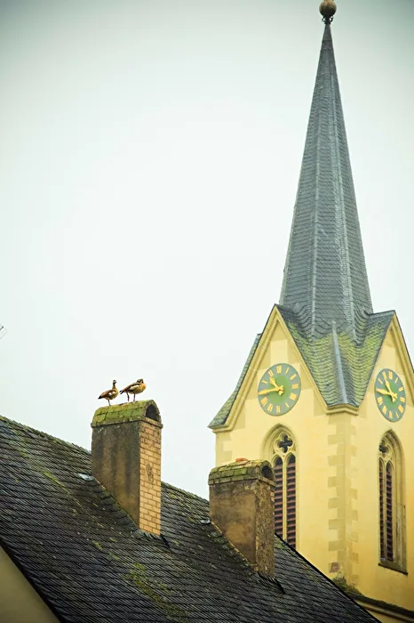 Devout duck couple