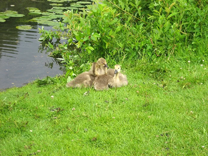 Young Canada Geese