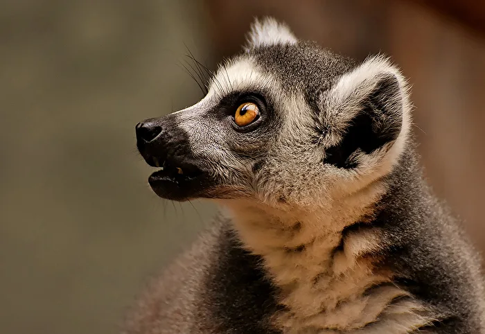 Katta