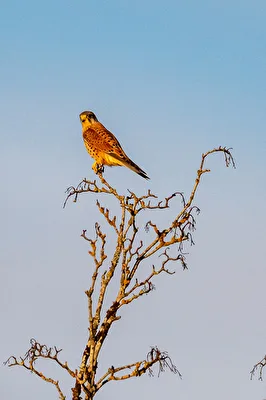 Falke mit guter Aussicht
