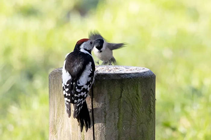 Pic épeiche moyen et mésange marécageuse arrivante