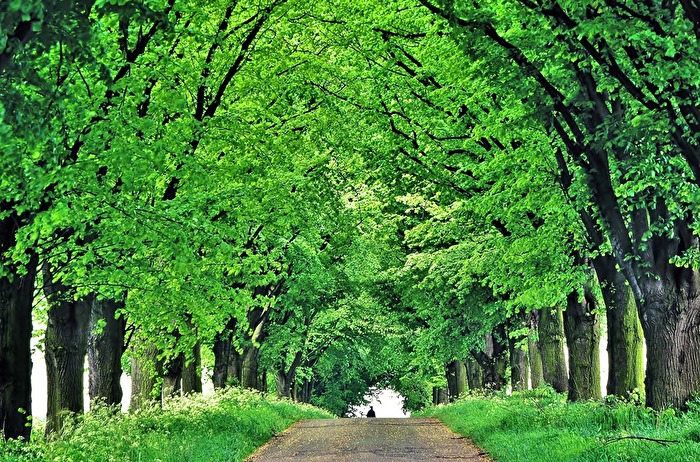 " Grüner Tunnel "