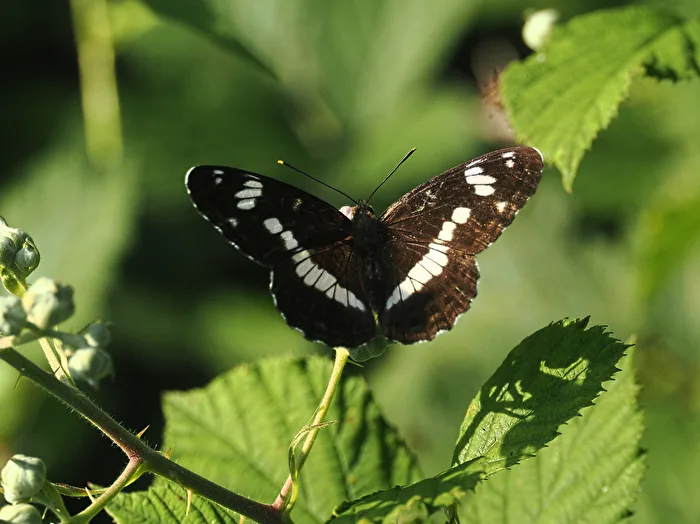 Little Camilla (Limenitis camilla)