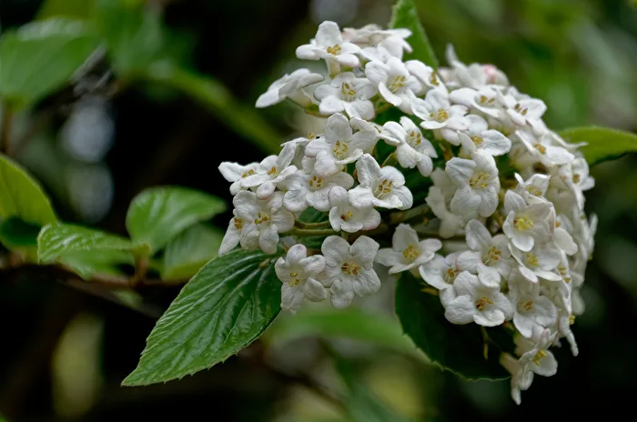 Blossoms
