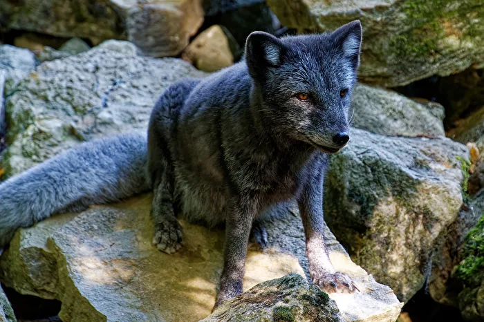 Arctic Fox