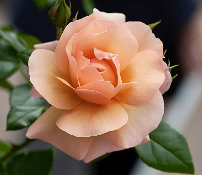 Marzipan Rose