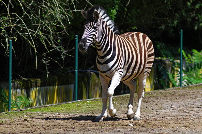 Zebra