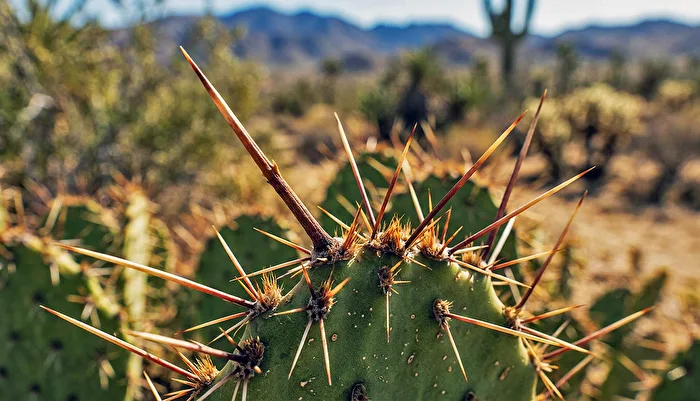 tema del giorno spina di cactus