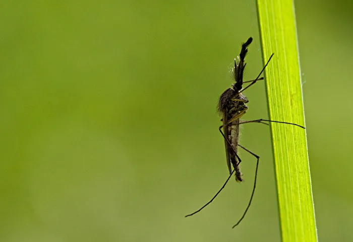 Fungus gnat