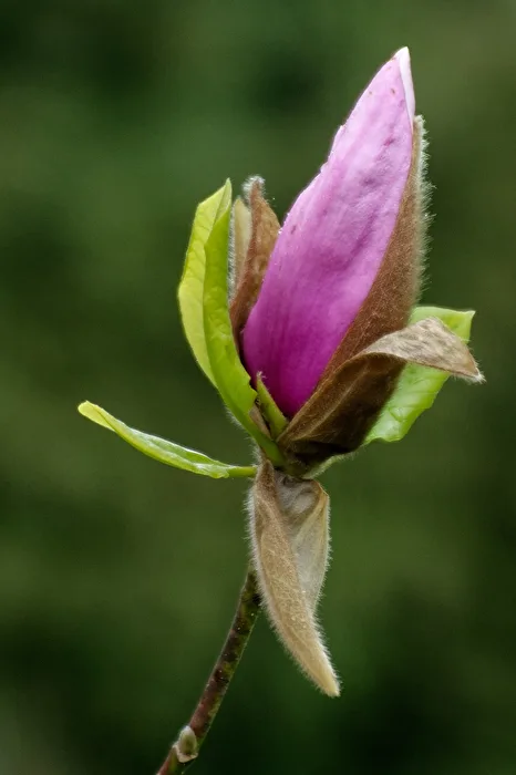Magnolie