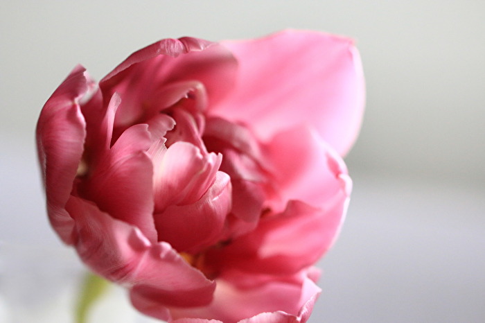#Tulpen