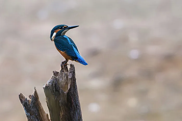 Eisvogel 2026