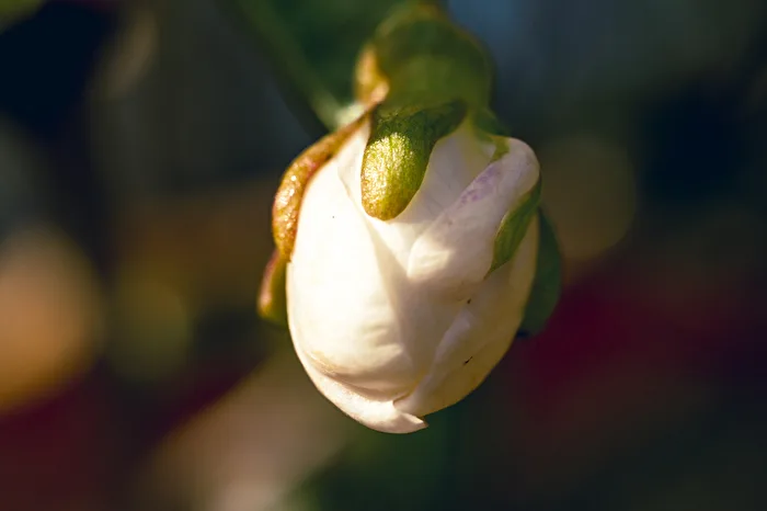 Kirsche - zwischen Knospe und Blüte