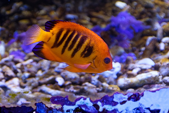 Flammen - Zwergkaiser