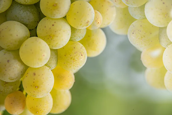 Grapes in autumn light
