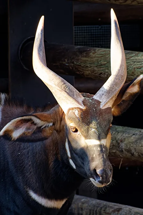 Bongo
