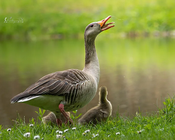 Goose with offspring ...