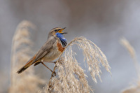 Blaukehlchen