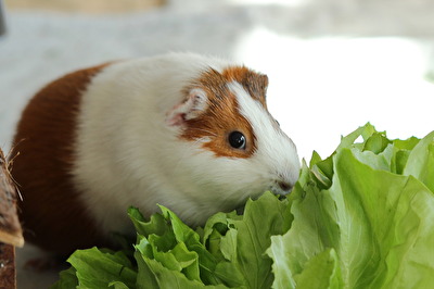Meerschweinchen Fanny beim Fressen