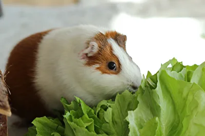 Meerschweinchen Fanny beim Fressen