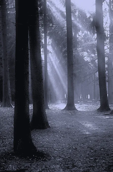 WALDSTIMMUNG