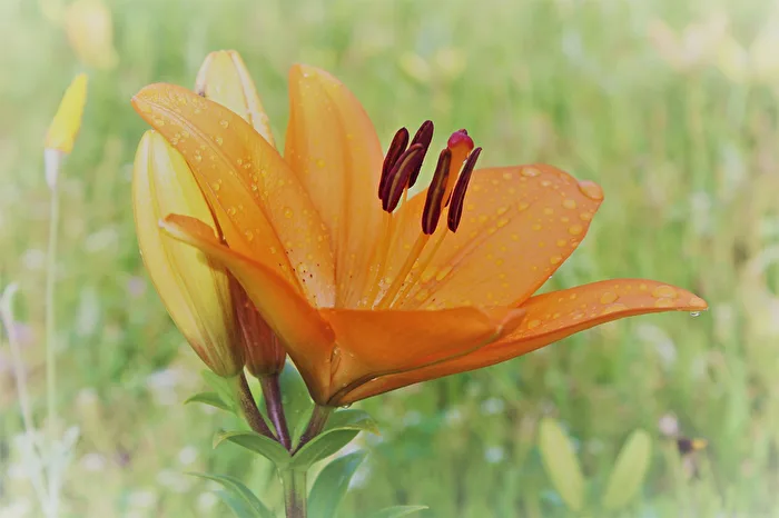 Lily