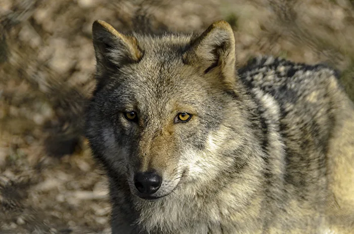 Wolf