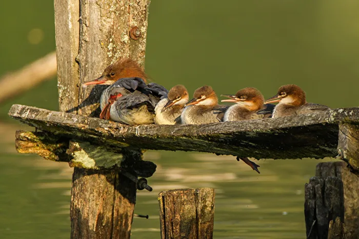 Familie Gänsesäger